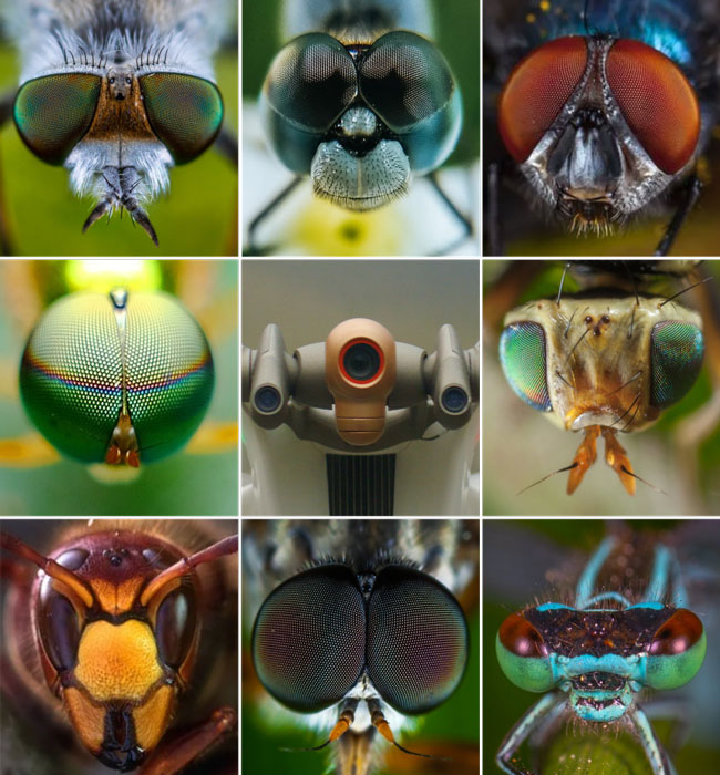ANAFI Ai biomimetic 1