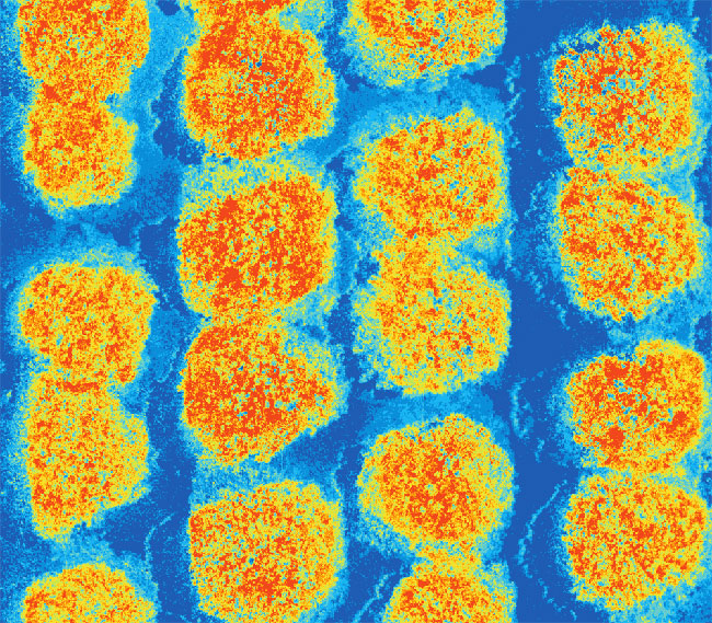 ARANCETO NDVI ARANCETO NDVI