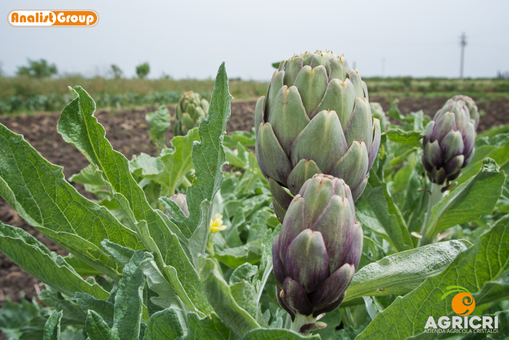 Azienda Agricola Cristaldi Azienda Cristaldi carciofi 1000
