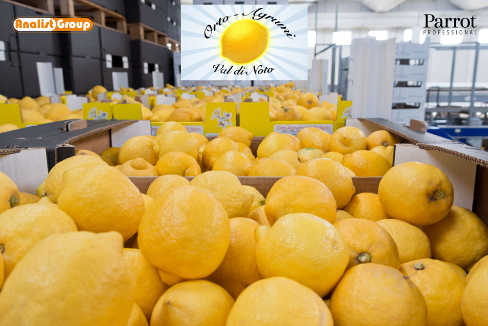 Orto Agrumi Val Di Noto limoni sicilia